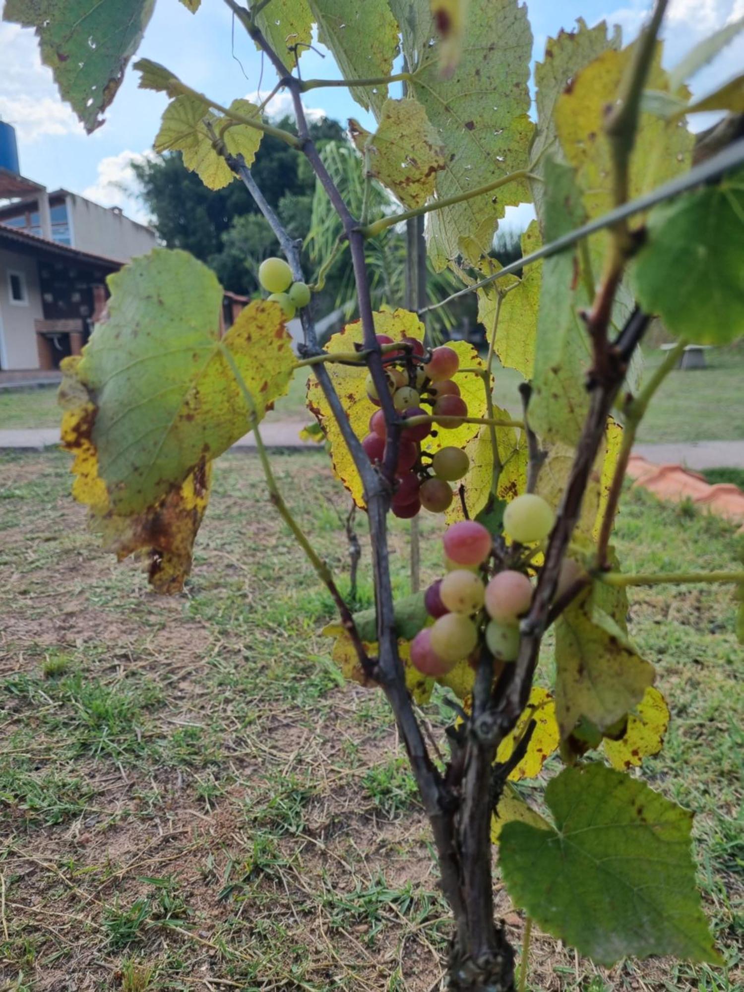 Recanto Videira Rota Do Vinho Villa Sao Roque  Luaran gambar